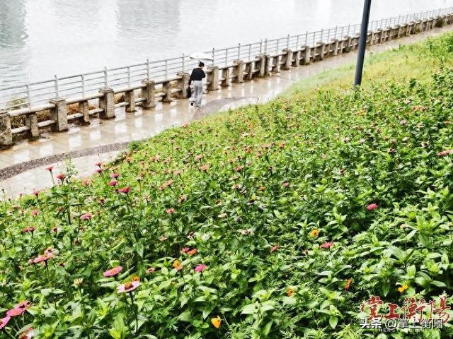 湘江西岸“花腰带”盛情绽放入画来