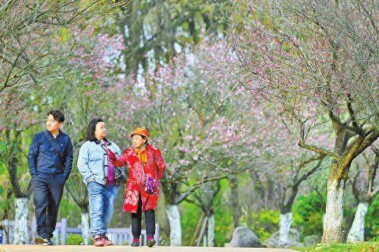 梅开正盛醉游人