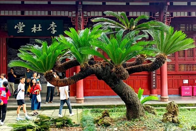 草堂铁树开花？在哪里？长啥样？快来看！