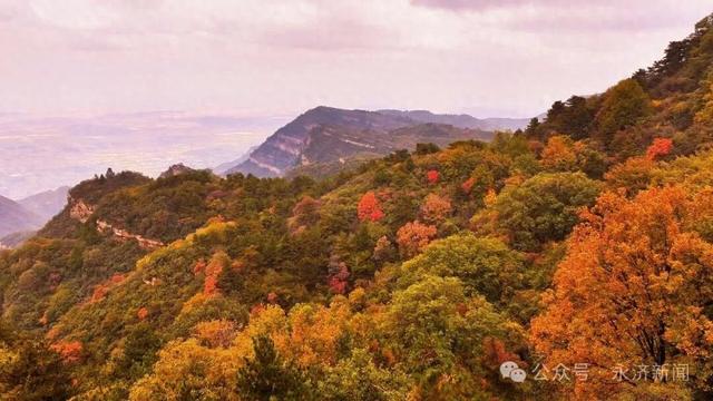 【视觉永济】红叶映云海 五老峰初冬盛景邀您打卡