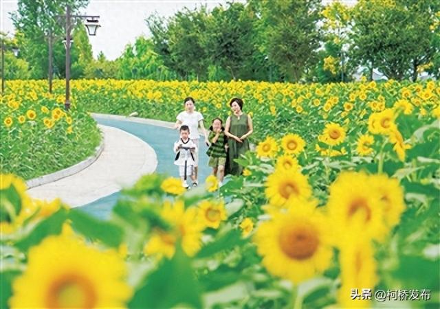 鉴湖向日葵花海热烈绽放
