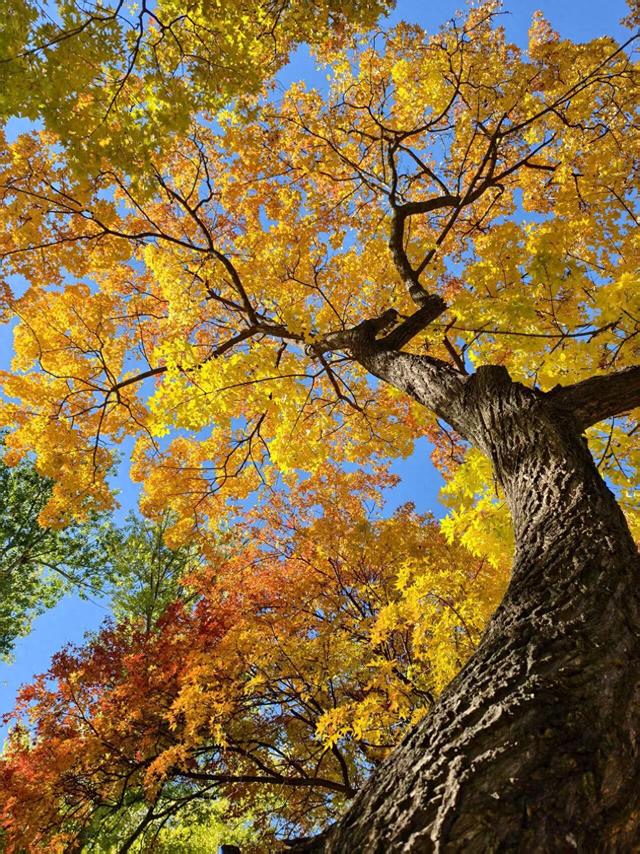 北京的秋是七彩的