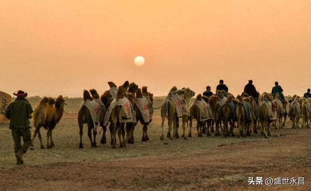 重走丝绸之路，这支“东天山来的骆驼队”到哪了？