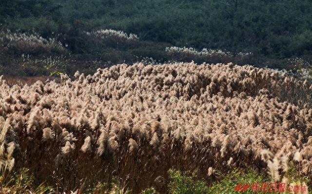 怀化泸阳的芦苇风景