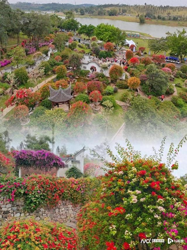 大雪节气后花城现花海！马岭观花植物园80亩三角梅盛花迎客