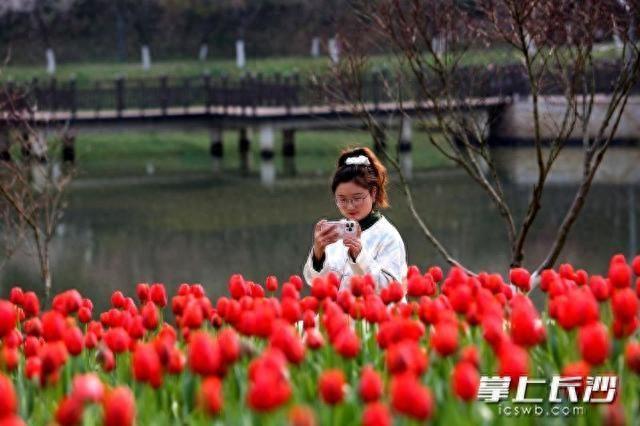 赴一场限定春日浪漫，长沙园林生态园春季花卉艺术节3月7日启幕