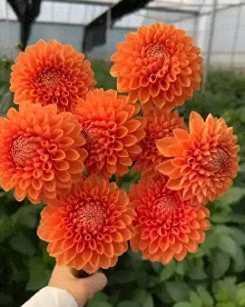 阳台院子必种！这10种花堪称传家宝＂，栽1回年年爆花