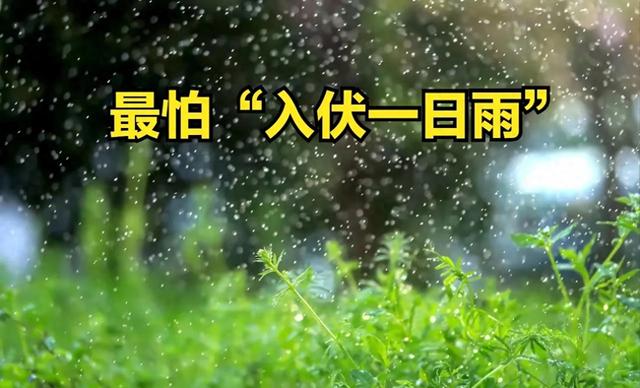 今日入伏，老人说最怕“入伏一日雨”，入伏天下雨有啥预兆？
