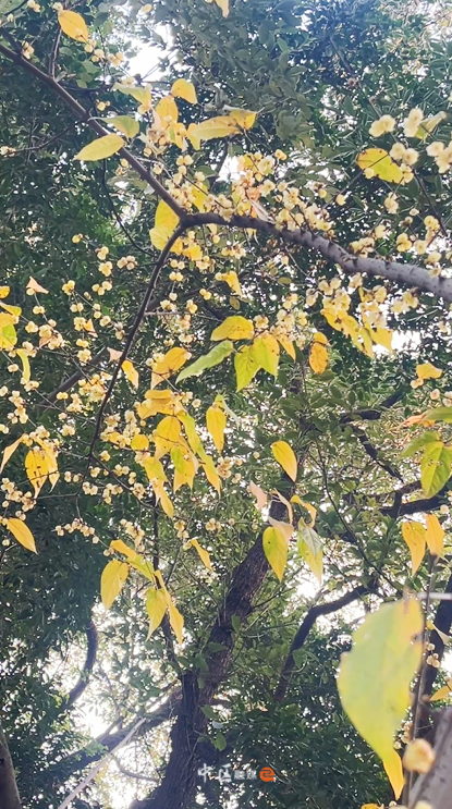 城建靓区 | “冬日限定”已上线！内江市中区这抹“甜城暗香”太治愈了