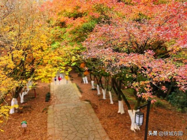 熙春公园——枫映古台 文脉流芳