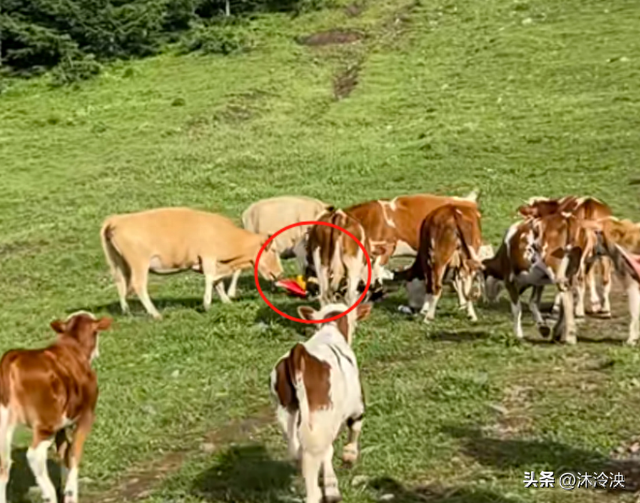 游客徒步遭牛群踩踏后续：景区回应，真相曝光后，网友直呼太活该