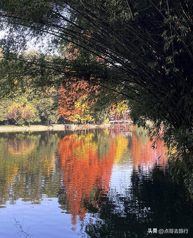 成都被私藏的彩林公园，流金溢彩，充满老城烟火气，地铁公交直达
