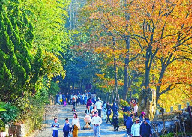 叶色正当时 赏景趁晴暖