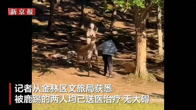 黑龙江一景区突发！2名女子被鹿踢倒，紧急送医治疗