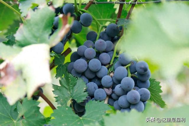 摘葡萄·听音乐·品美食·赏烟花——8月8日，相约最美郝家！