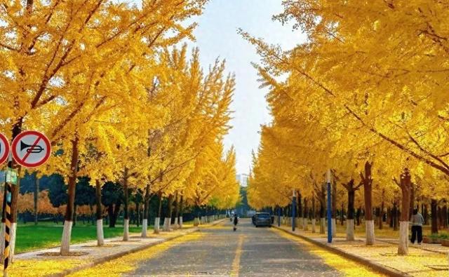 满目金黄，来杨凌赴一场“鎏金之约”！