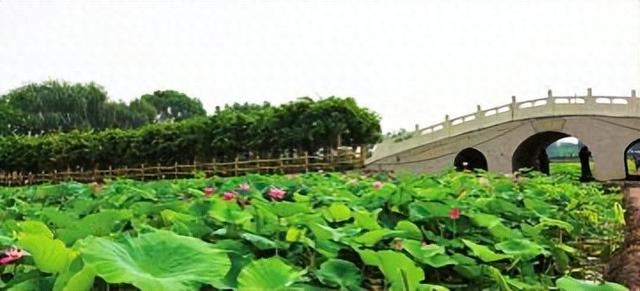 大寺荷风