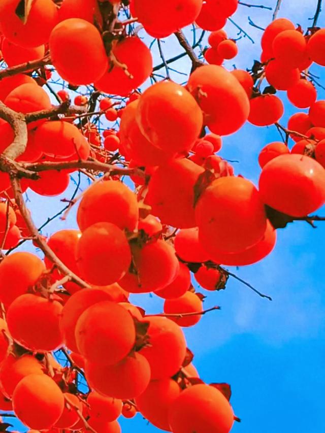 从化桂峰村赏秋，