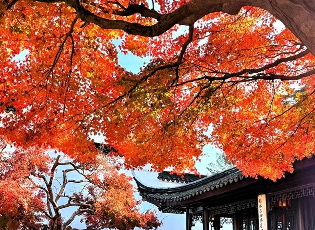苏州秋天藏不住了！8个封神打卡地，承包江南最浓秋意