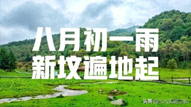 “八月初一雨，新坟遍地起”，今日八月初一，下雨有啥征兆？