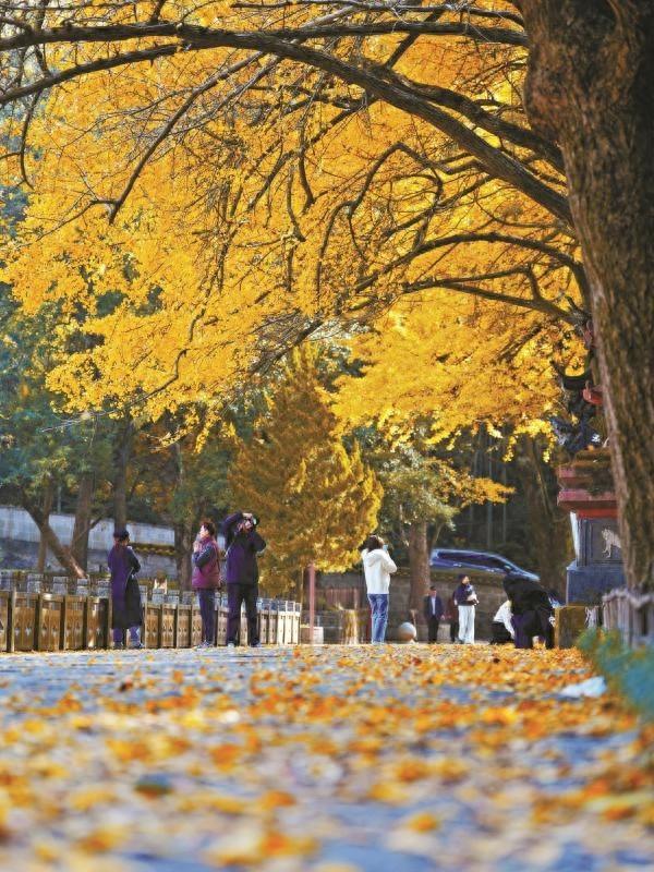 抓住秋天的尾巴 来天童寺赏秋吧