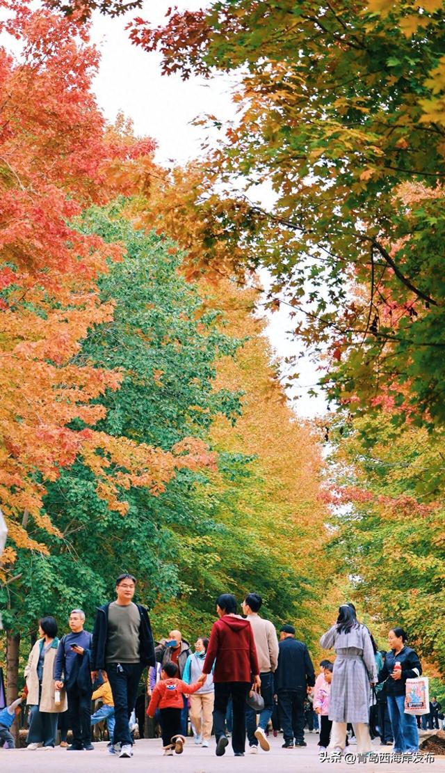 层林尽染，西海岸“枫”景如画！