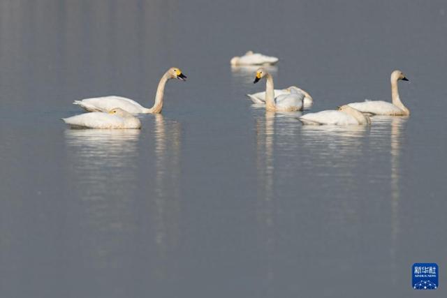 安徽滁州：城市公园成候鸟“越冬天堂”