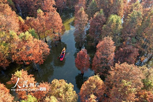 江西南昌：冬日杉景醉游人
