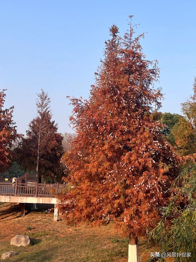 南昌凤凰洲湿地公园，美的不像话！