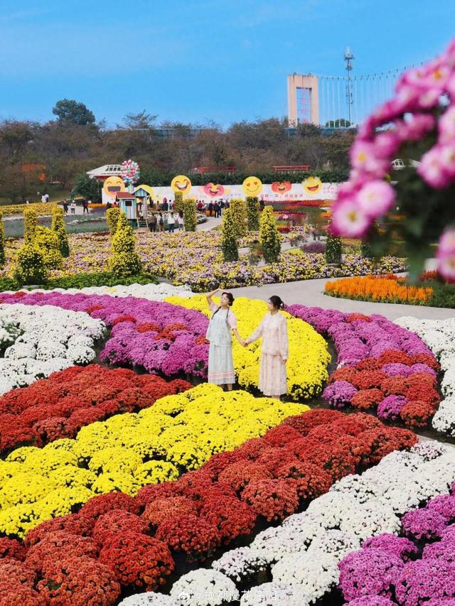 15万株绽放醉美菊花展，成都又美爆了！