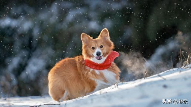 1982年属狗的人是什么命（82年属狗的人所有的福气好运）