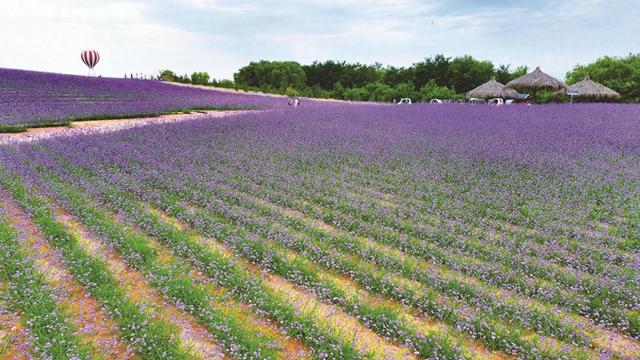银川：紫色脉动 锦绣湖城