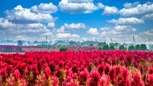 比香山更壮观！央视都来打卡，这片枫叶林美成火焰山，停车还免费