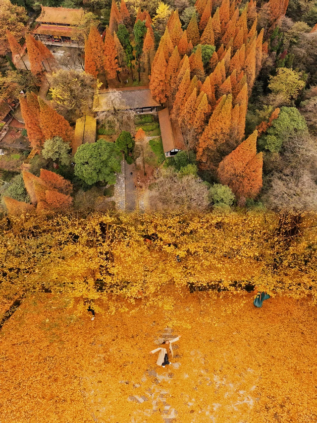 成都1h直达！这座千年古寺美到封神，看银杏+徒步+领奖牌，巴适！