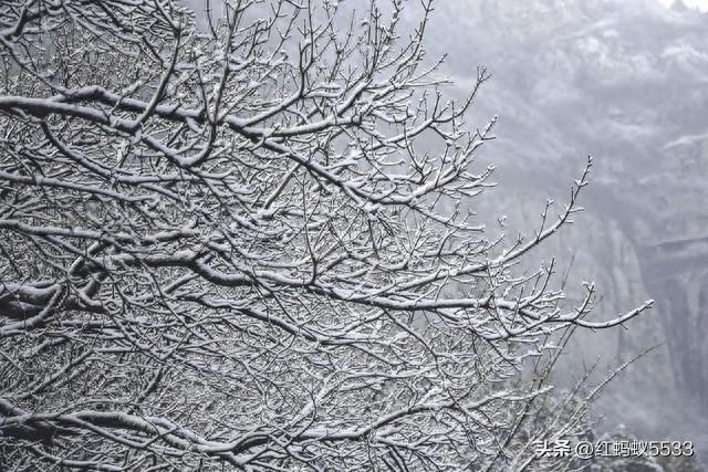 冬日雪淞覆枝桠，莹白剔透，是寒冬里清绝动人的景致。