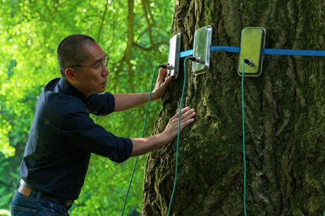 《寂静的朋友》 树的语言