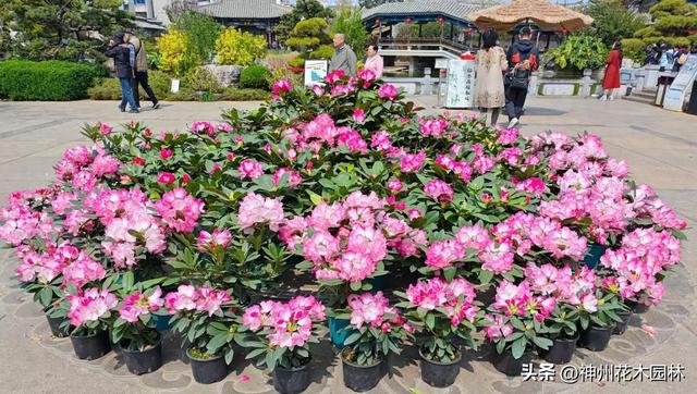 千盆高山杜鹃绽放建水朱家花园 花中西施添彩百年古建春日浪漫