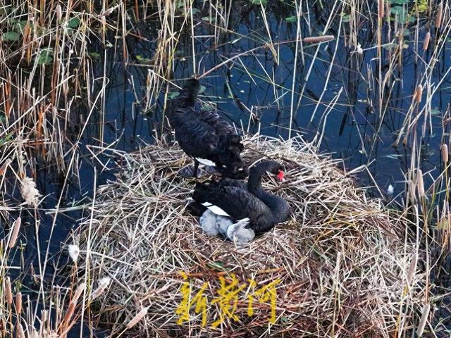 萌化了！跟着黑天鹅宝宝畅游济南华山湖