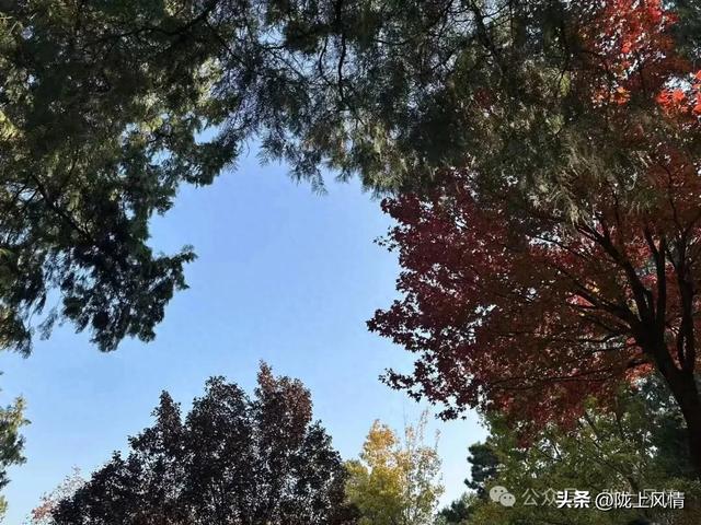 暖冬香山记(萧毅)