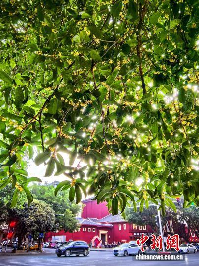 桂花香满桂林城