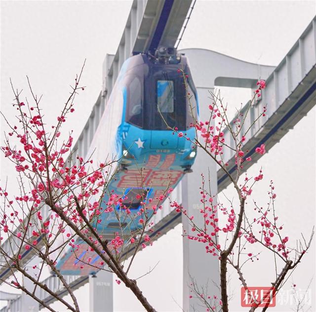 头顶空轨飞驰，身旁红梅似火，武汉这座公园上演硬核浪漫