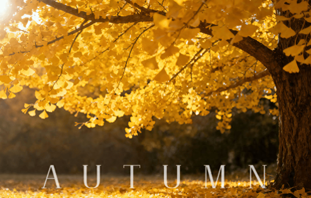 秋日顶流，风景绝美！留下最美的记忆