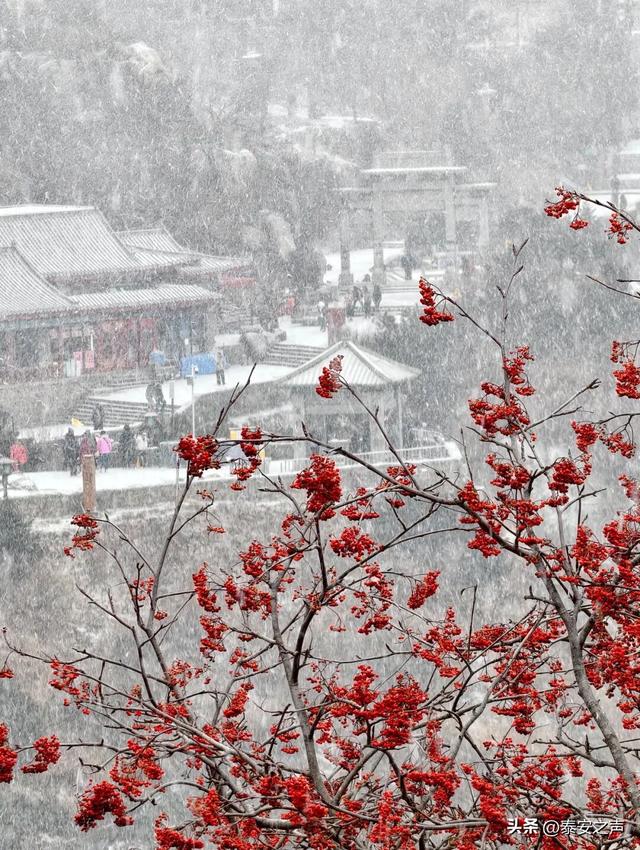 泰山今冬首场降雪，把千年名山裹成诗意画卷！