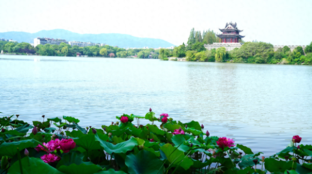 襄城：夏日悠悠 环城赏荷