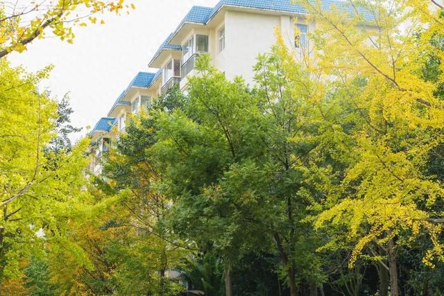 初冬，来晋宁邂逅一场金色的童话