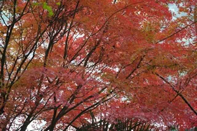 初冬出片“顶流”红了！到重庆园博园邂逅别样“枫”景