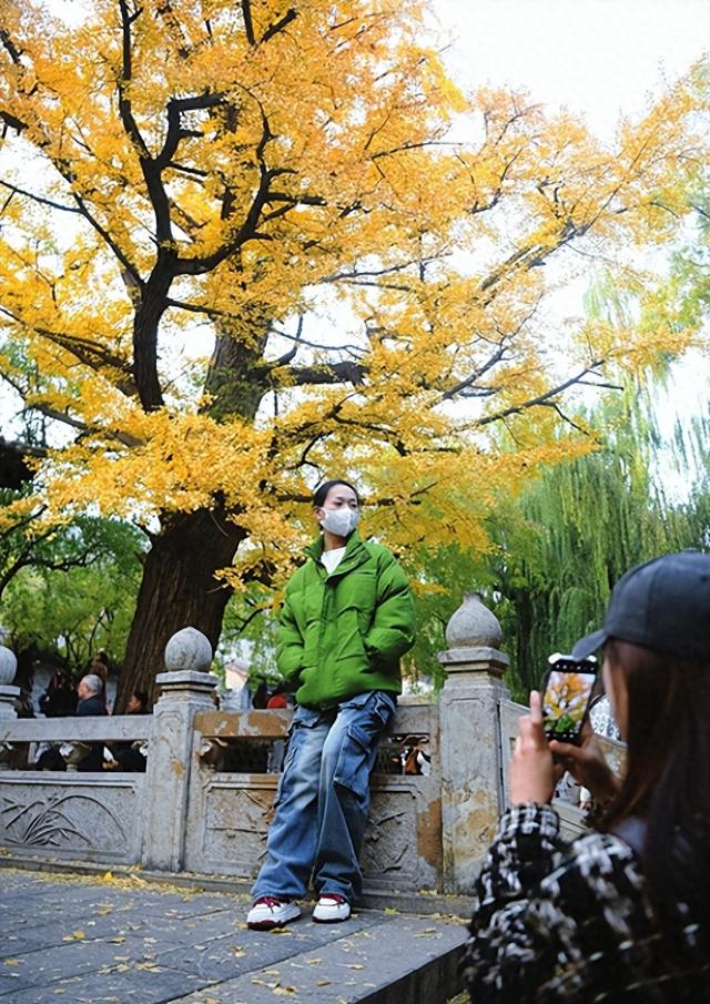 并州银杏黄 共醉一城秋