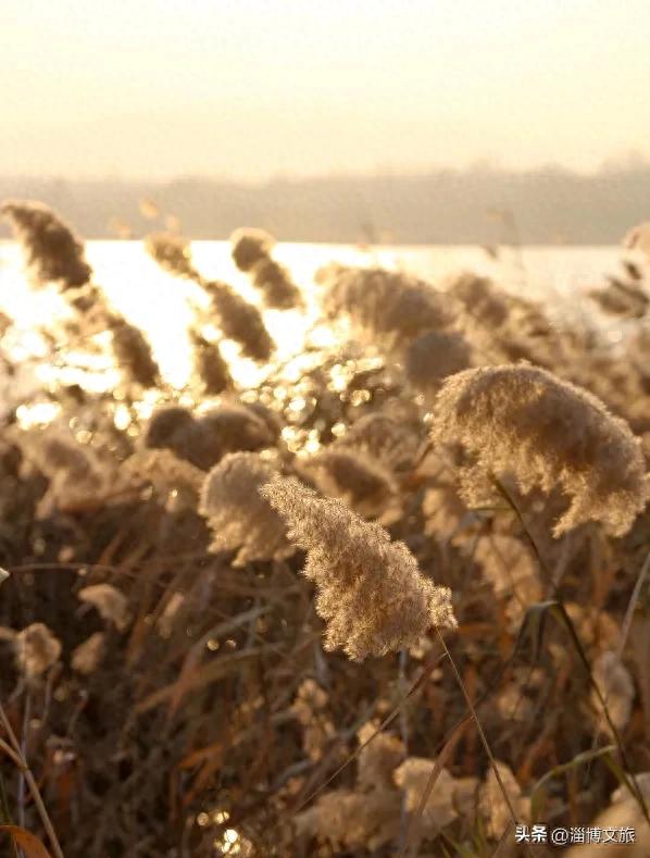 气温骤降8℃，「雪」要来了！在淄博，邂逅一场白色浪漫→