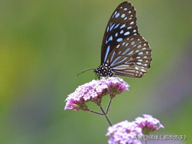 命运轮回破解版（母子之间的情感因果）