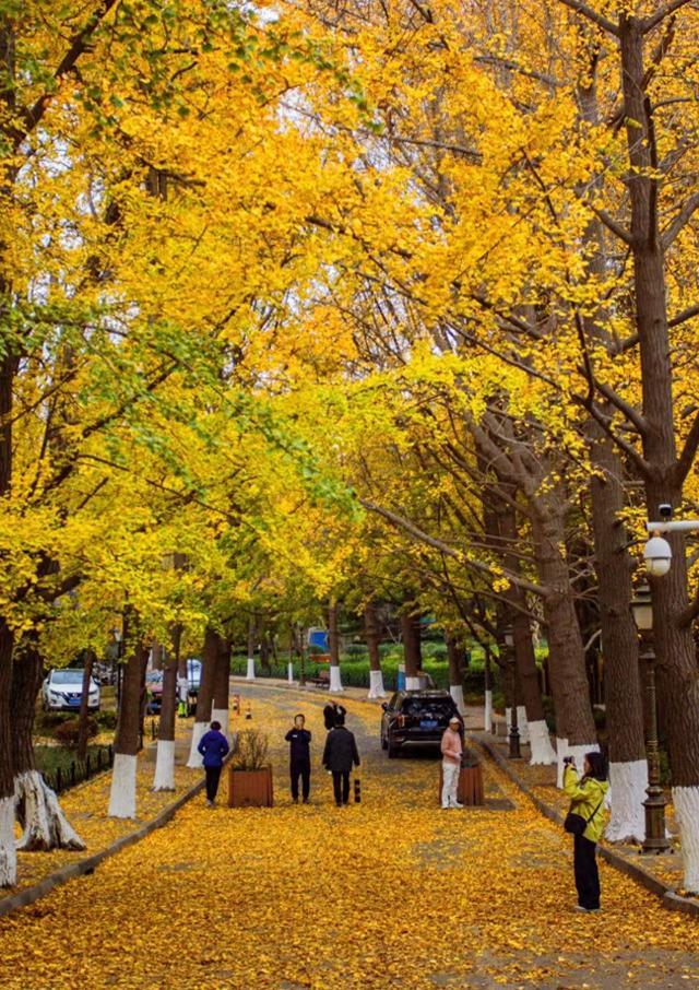 落叶缓扫，青岛留住秋日诗意